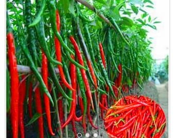 May include: A vibrant image of chili peppers in various stages of ripeness. Some are a bright red, while others are green, hanging from the plant. A circular inset shows a pile of red chili peppers. The peppers are long and slender.