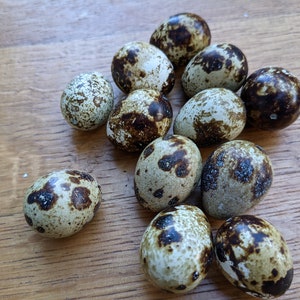 12 Speckled Blue NON-FERTILE Quail Eggs for CRAFTS! Blown Out with 1 Hole 