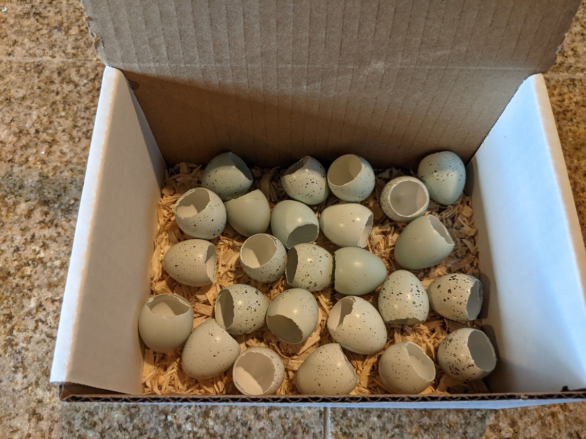 Blue Celadon Quail Eggs: Open Ended 5 Dozen | Etsy