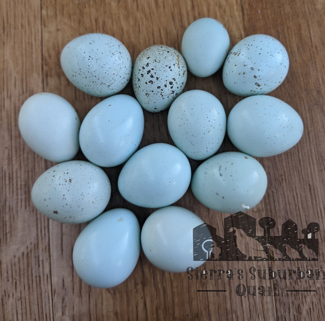 Celadon Quail Eggs: Blown Out, 1 Dozen, Real Eggshells, Natural Eggs
