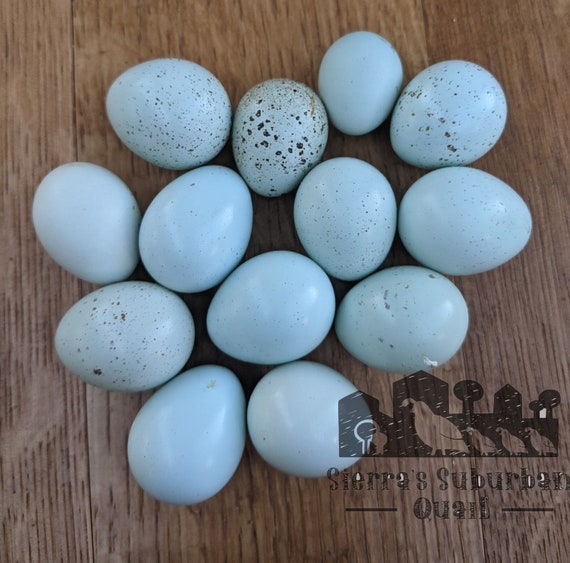 A Look Inside Our Colorful Egg Basket  Chicken Breeds & the Eggs They Lay  – SUNSHINE FARM