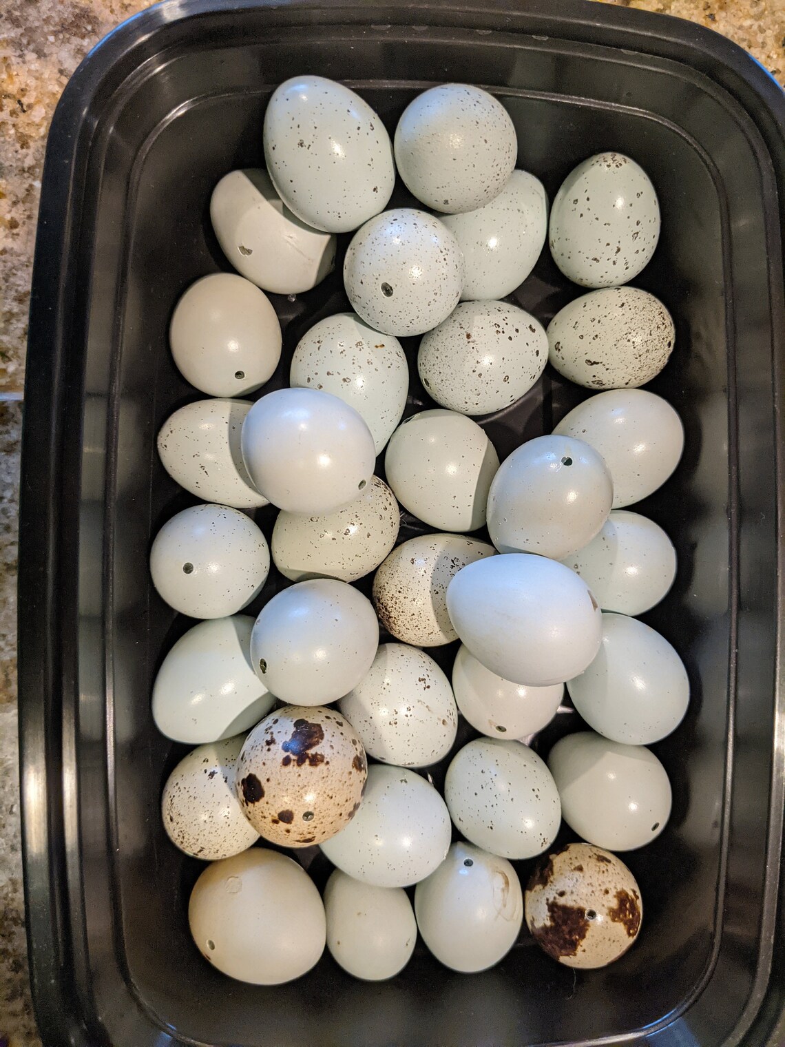 Blue Celadon Quail Eggs: Single hole blown out 1 dozen | Etsy