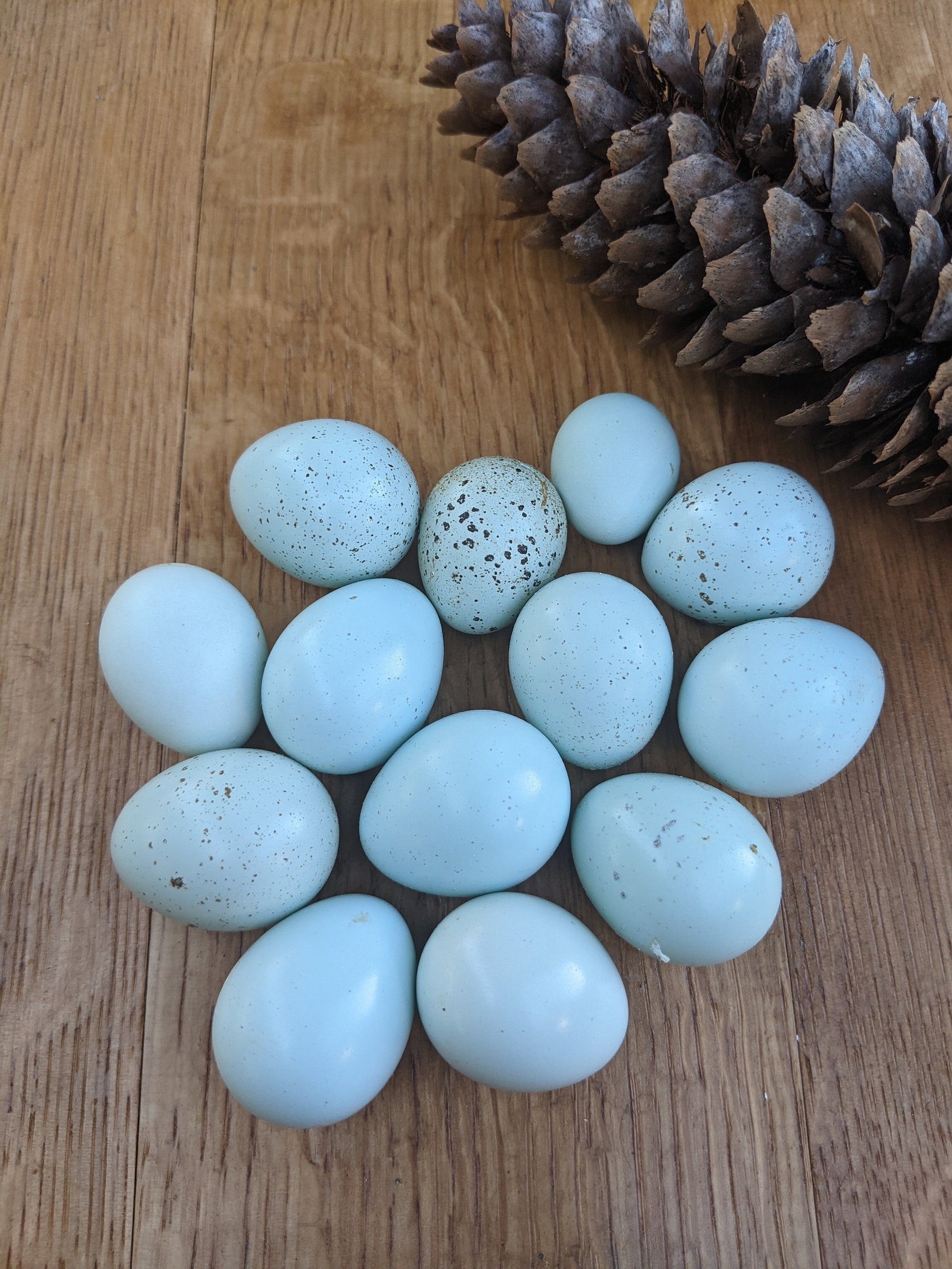 Blue Celadon Quail Eggs: Single hole blown out 1 dozen | Etsy