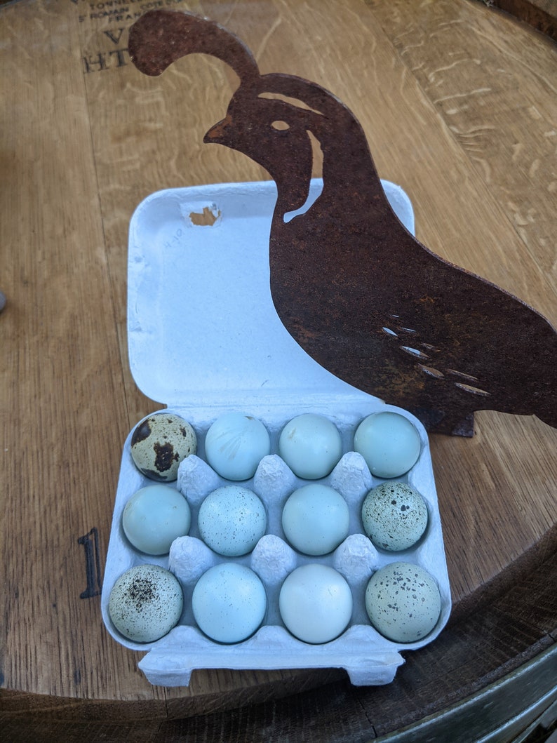 Blue Celadon Quail Eggs: Open Ended 1 Dozen | Etsy