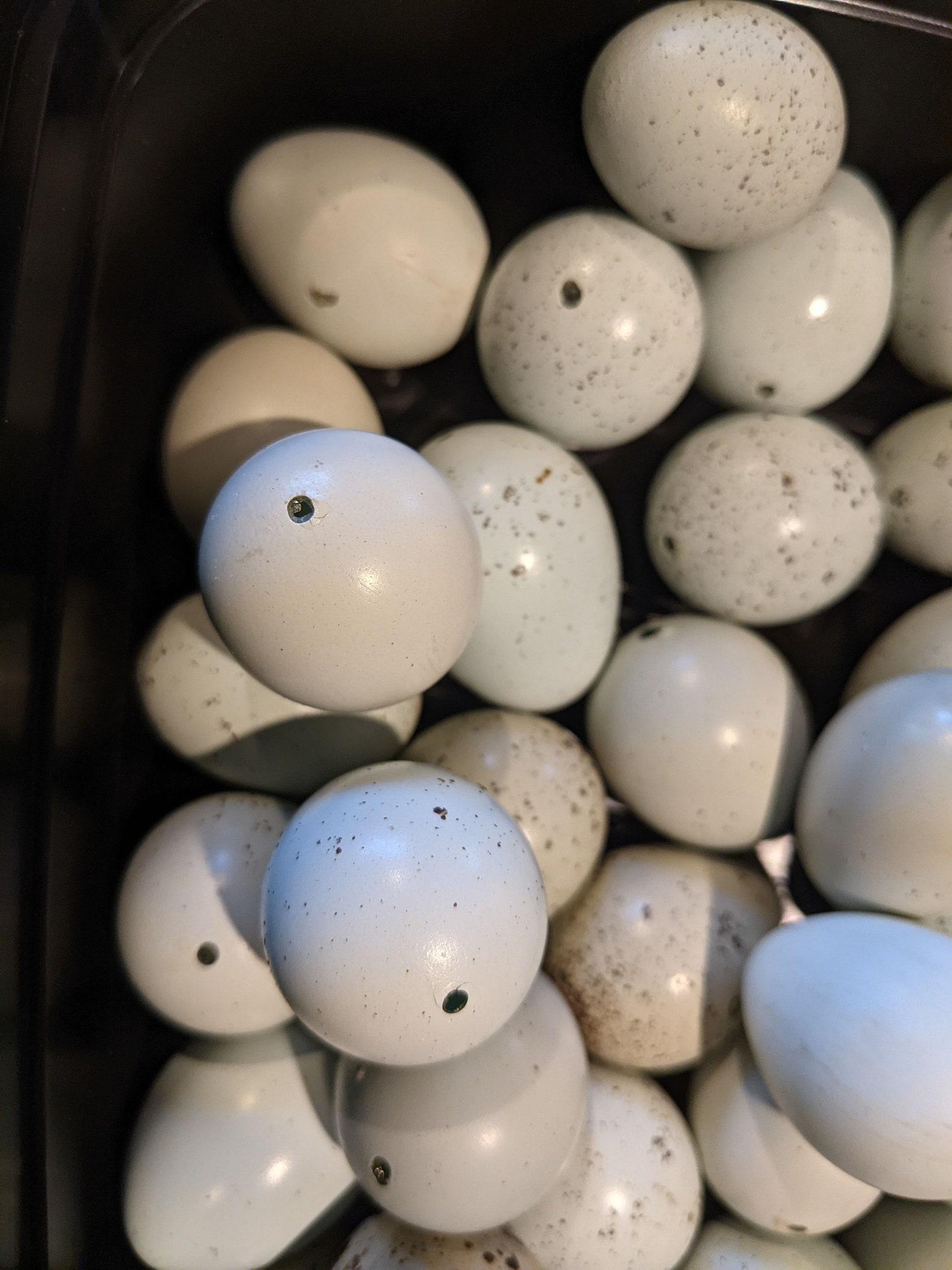 Blue Celadon Quail Eggs: Single hole blown out 1 dozen | Etsy