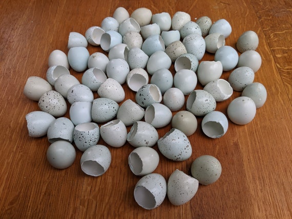 Blue Celadon Quail Eggs: Open Ended 5 Dozen | Etsy