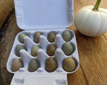 Button Quail Eggs: Blown out, 1 dozen, Real eggshells, Natural eggs for decoration