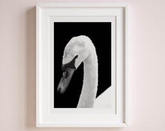 モノクロ写真作品「白鳥」A3サイズ アート インテリア アートポスター