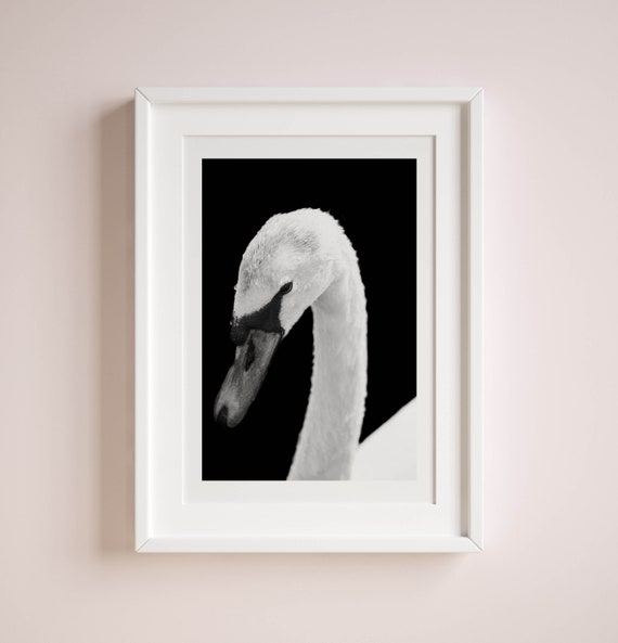 モノクロ写真作品「白鳥」A3サイズ アート インテリア モノクロ写真作品「白鳥」A3サイズ アート インテリア
