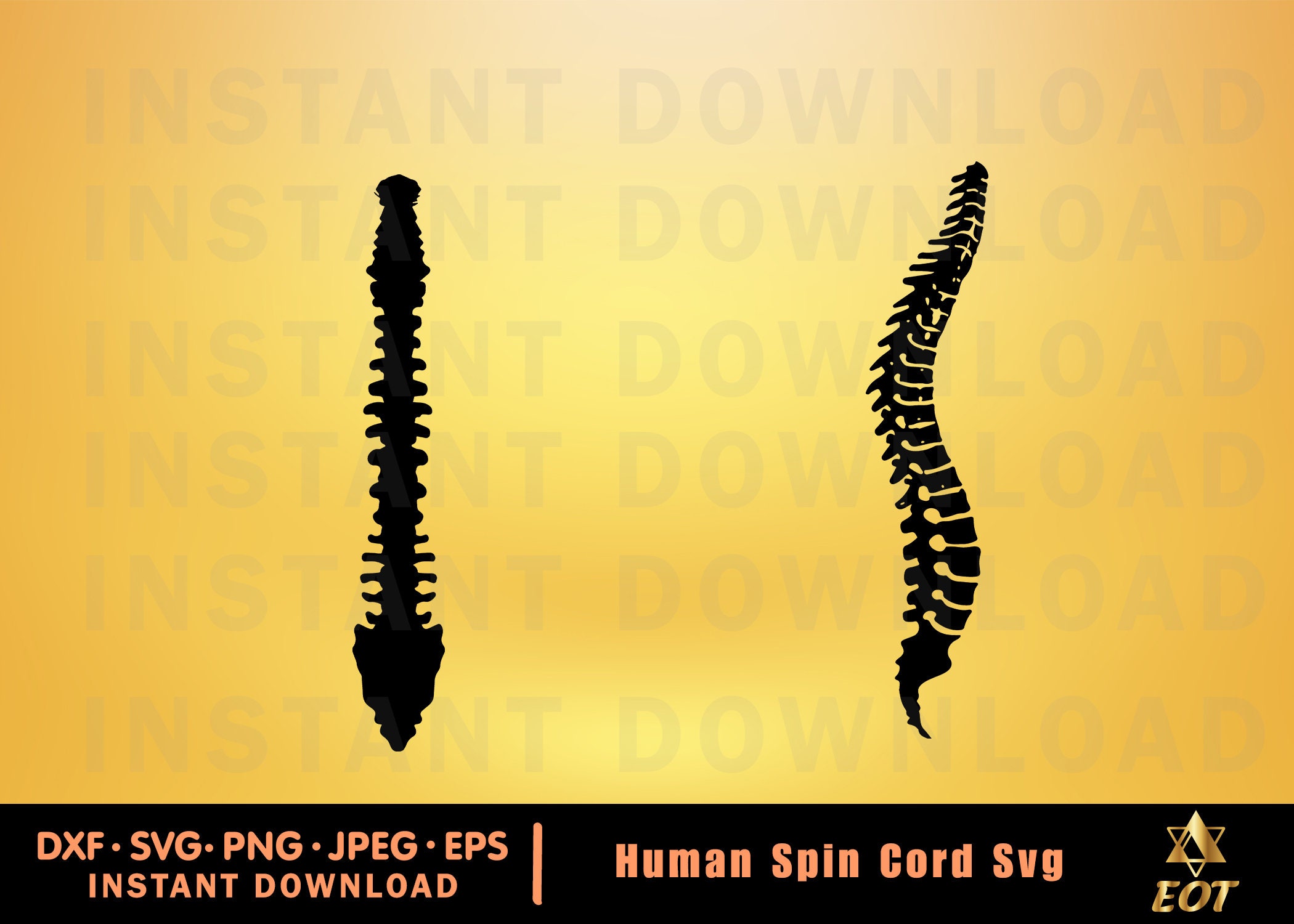 ANATOMY SPINE Svg/spine Clipart/spine Svg/spine - Etsy
