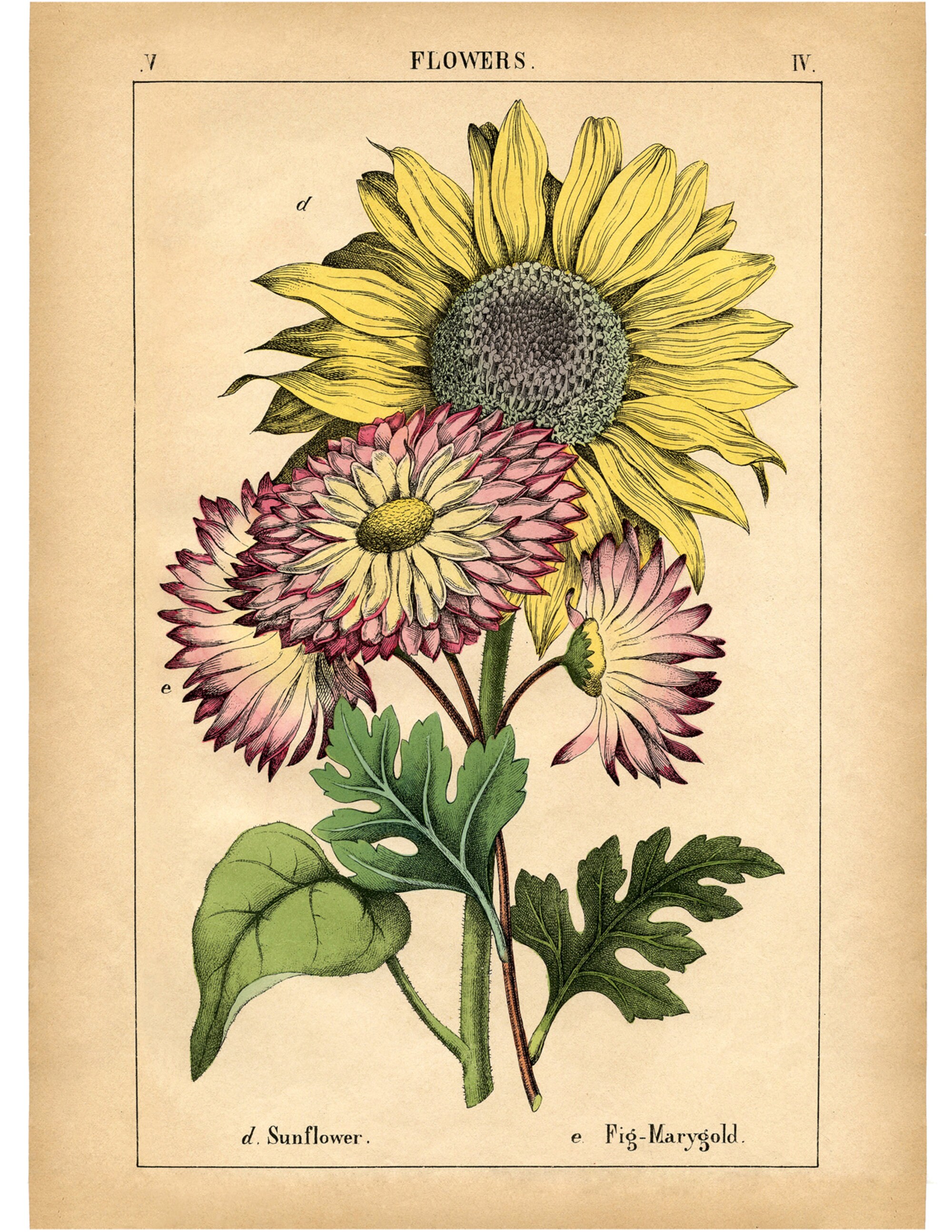 Estampado de girasol vintage imprimible | Etsy