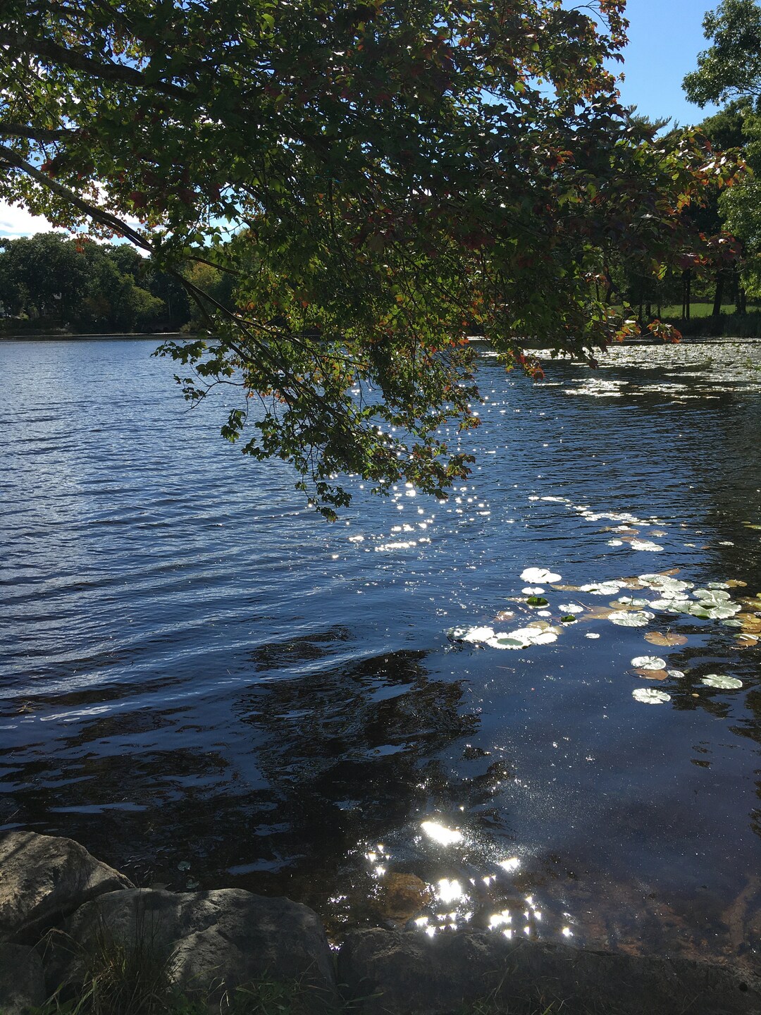 Lake and Tree Zoom Background Etsy