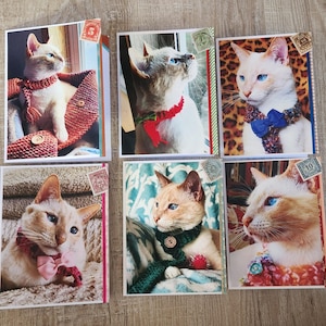 May include: Six greeting cards featuring cats with blue eyes wearing scarves and bowties. The cats are various colors, including white, tan, and grey. Each card has a postage stamp in the corner and a decorative border.