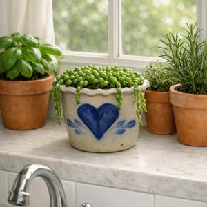 May include: A beige ceramic planter with a scalloped rim and a hand-painted blue heart design on the front. The planter contains a trailing string of pearls succulent with small, round, green leaves cascading over the sides of the pot.