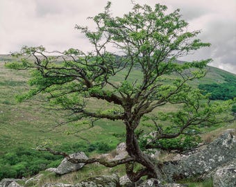 Lost trees of Dartmoor | Colour Fine Art Print | Analogue Landscape Photography | Dartmoor National Park - Dartmoor silence - 00005