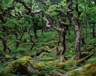 Dartmoor | Colour Fine Art Print | Analogue Landscape Photography | Dartmoor National Park - Dartmoor silence - 00003