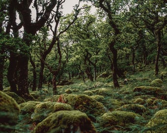 Dartmoor | Colour Fine Art Print | Analogue Landscape Photography | Dartmoor National Park - Dartmoor silence - 00006