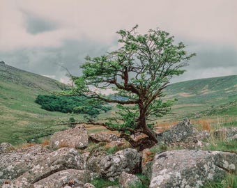 Lost trees of Dartmoor | Colour Fine Art Print | Analogue Landscape Photography | Dartmoor National Park - Dartmoor silence - 00002