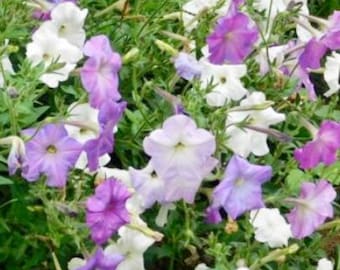 40+ Old fashioned wild petunia seeds Wild vining fragrant petunias Pastel mix Granny’s 1800’s heirloom Easy to grow! Best seller.