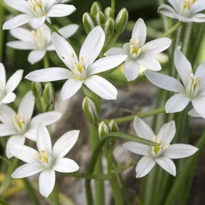 May include: Close-up of white Star of Bethlehem flowers with six petals and yellow centers. The flowers are in various stages of bloom, with some buds visible. Green stems and leaves provide a natural backdrop.