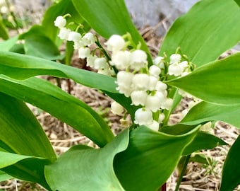 10 Plump Lily of the Valley Roots - Etsy