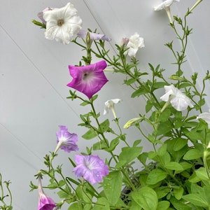 May include: A close-up of petunia flowers in various shades of purple and white, with green leaves and stems. The flowers are in full bloom, showcasing their delicate petals and intricate details. The background is a white surface.