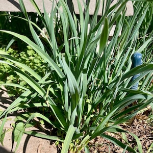 May include: A close-up of a cluster of green leafy plants growing in a garden bed. The plants have long, narrow leaves and are growing in a clump.