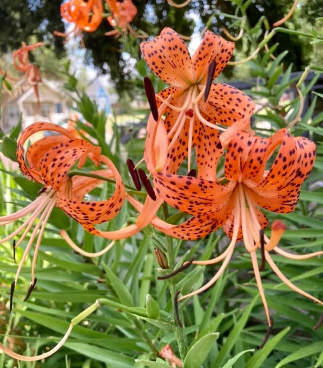 8 Old Fashioned Tiger Lilies or 25 Seeds Easy to Grow. Etsy