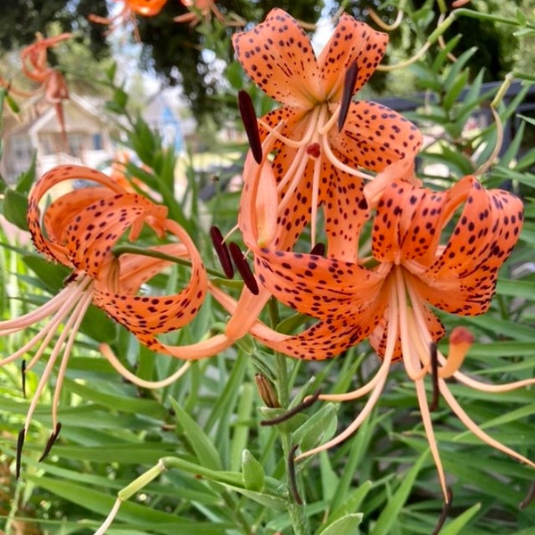 8+ Old fashioned tiger lilies or +25 seeds, easy to grow. (species Lilium Columbianum)