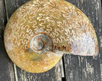 大きな黒いアンモナイトの化石 - Etsy 日本