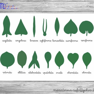 Può includere: Un grafico con illustrazioni di diverse forme di foglie, tra cui sagittata, angulosa, lineare, aghiforme, lanceolata, cuoriforme, reniforme, rotonda, ellittica, alabardata, spatolata, ovale, obcordata e obovata.