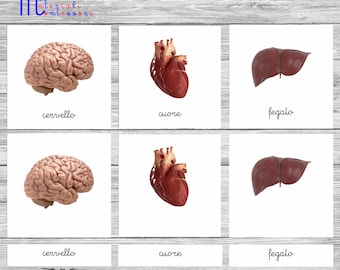 Montessori Nomenclature "Internal Organs of the Human Body"