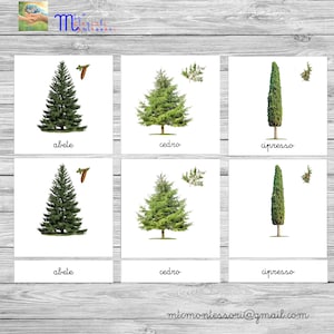 Printable PDF Montessori Nomenclatures “Evergreen Trees” + “Deciduous Trees”