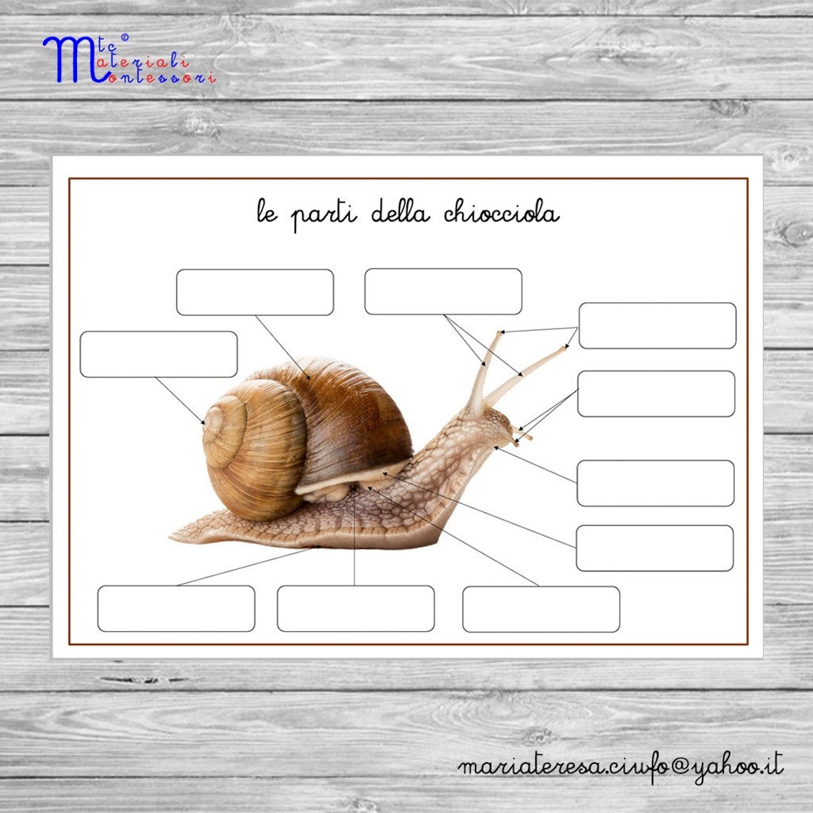 The parts of the snail Etsy