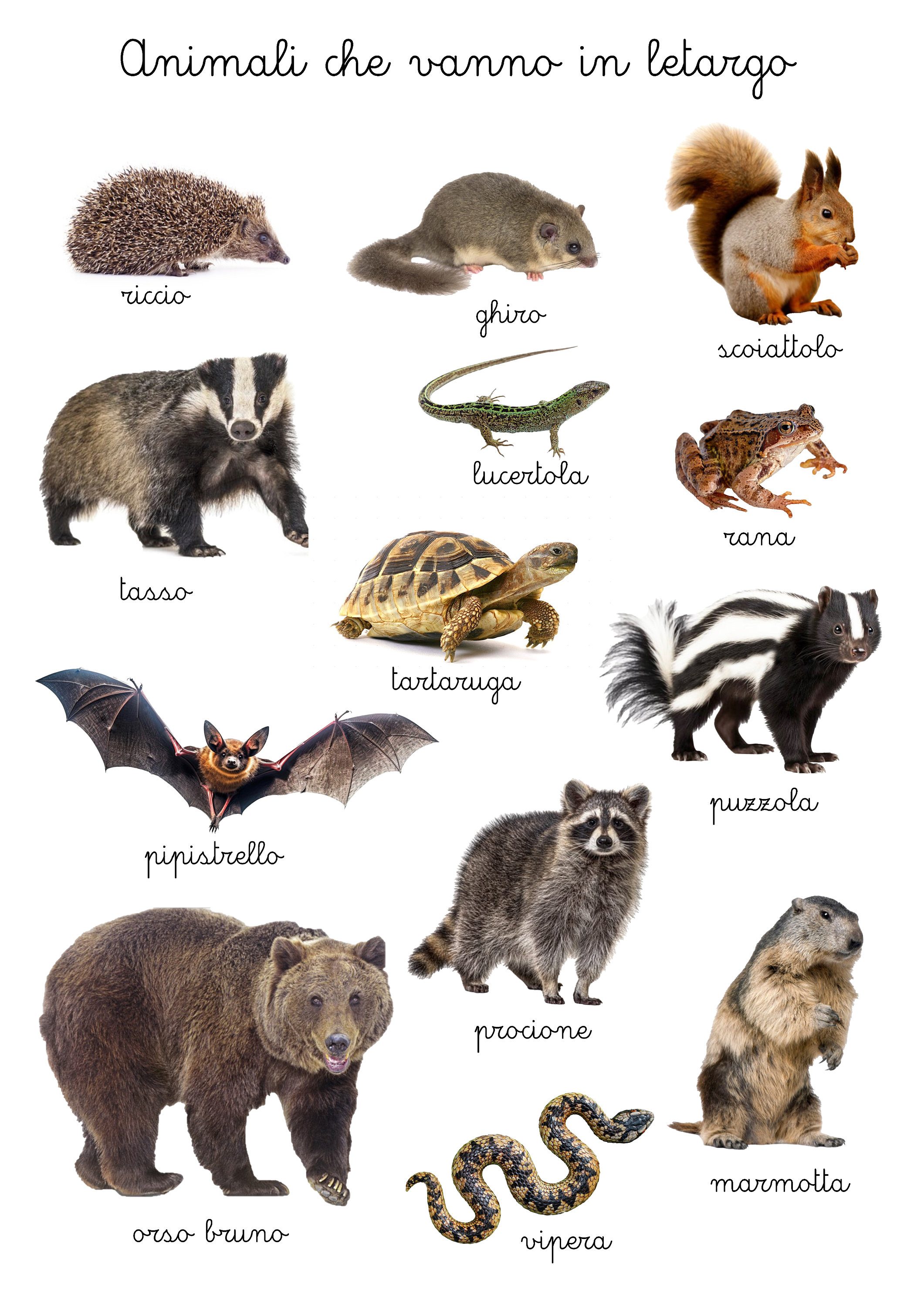 Printable PDF Montessori Nomenclature animals That Hibernate Etsy