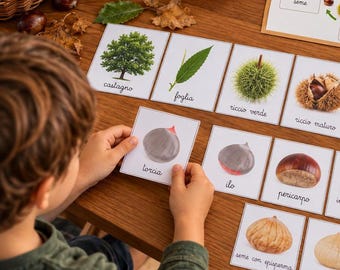 Può includere: Un set di schede didattiche con illustrazioni delle parti di un castagno ed etichette in italiano come castagno, foglia, riccio verde, riccio maturo, torcia, ilo, pericarpo e seme con episperma, disposte su una superficie in legno.