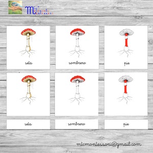 PDF imprimable Nomenclatures Montessori VERSION ESPAGNOLE "Partes de la seta"
