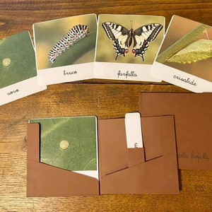 Nomenclature Montessori del ciclo di vita della farfalla macaone
