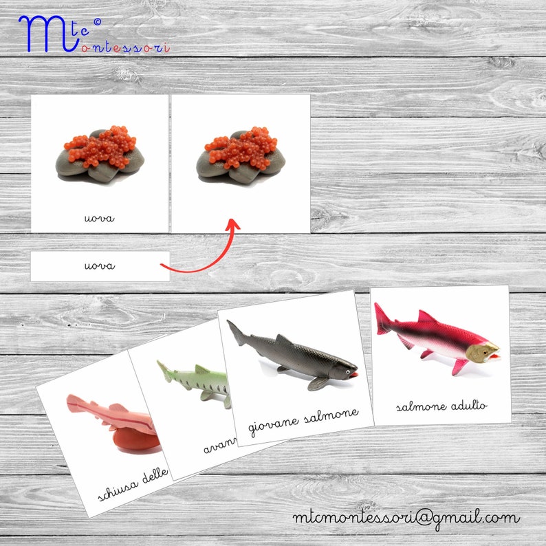 Printable PDF Nomenclature salmon Life Cycle Inspired by Safari LTD ...