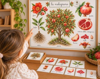 Può includere: Un poster educativo incorniciato intitolato la melagrana con illustrazioni botaniche di un melograno, il suo fiore, frutto, sezione trasversale, semi e radici. Sotto, un vassoio di legno contiene carte abbinate alle parti.