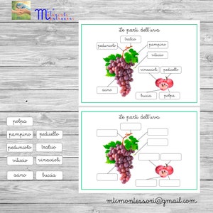 PDF Stampabile Nomenclature Montessori “Le parti dell'uva"
