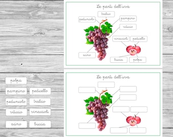 PDF Stampabile Nomenclature Montessori “Le parti dell'uva"