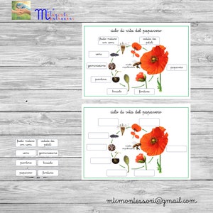 Nomenclatura Montessori "La Amapola" (PDF imprimible)