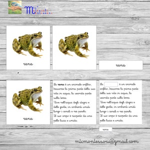 Nomenclaturas Montessori para primaria (PDF imprimible) “La rana y sus partes + "El ciclo de vida de la rana"
