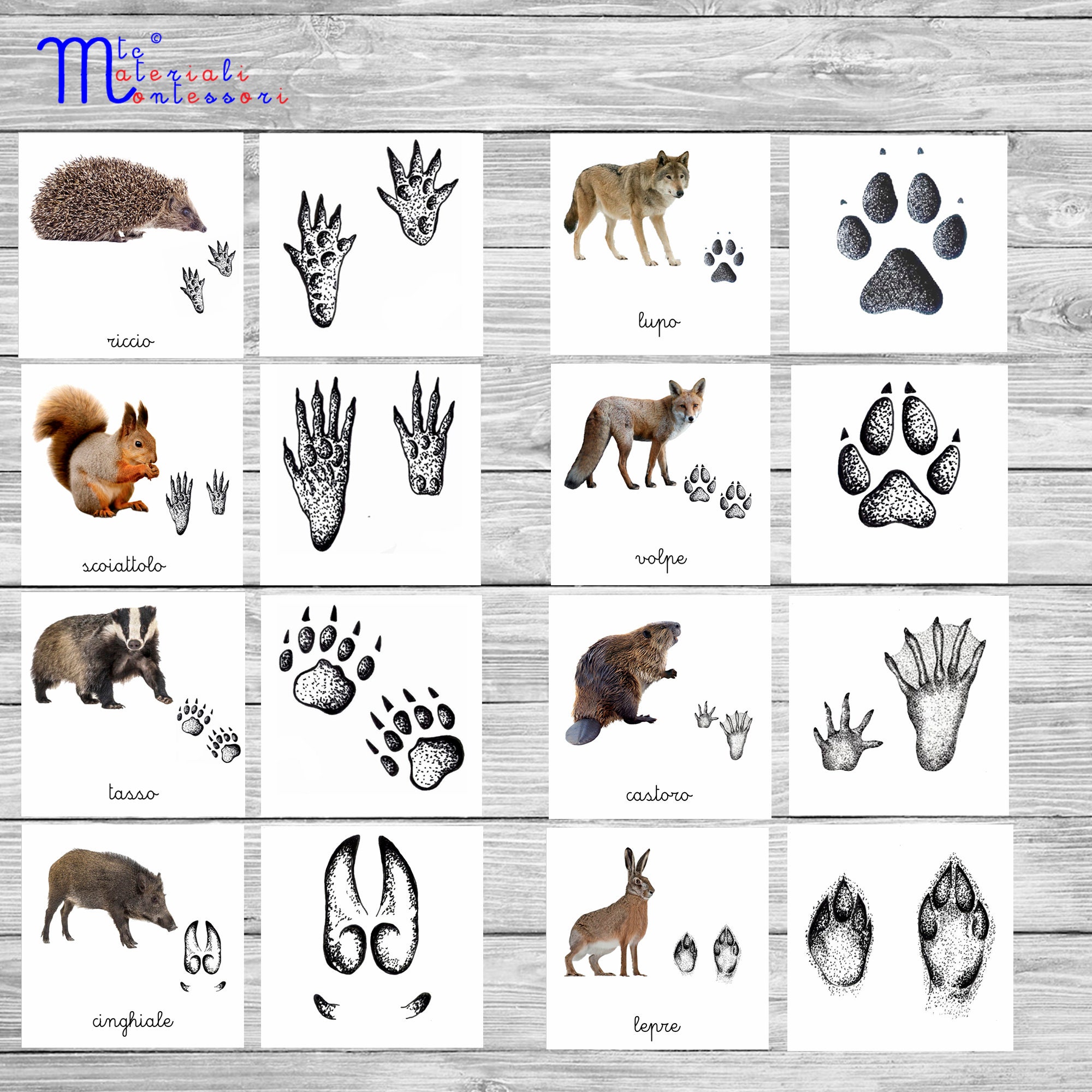 Carte delle nomenclature Animali del bosco Baboo