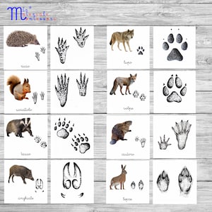 Op de afbeelding: Een set van 10 kaarten met illustraties van dieren en hun voetafdrukken. De dieren omvatten een egel, een eekhoorn, een das, een wild zwijn, een wolf, een vos, een bever en een haas. De kaarten zijn gelabeld met de Italiaanse namen voor elk dier: riccio, scoiattolo, tasso, cinghiale, lupo, volpe, castoro en lepre.