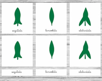 PDF Stampabile Nomenclature Montessori “foglie secondo la forma”