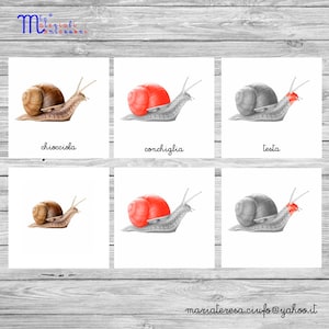 Printable PDF Montessori Nomenclatures “The snail and its parts