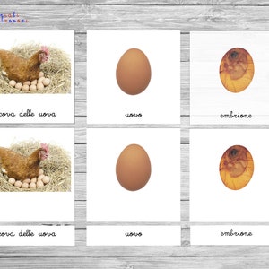 Nomenclatura del ciclo de vida del pollo (PDF imprimible)