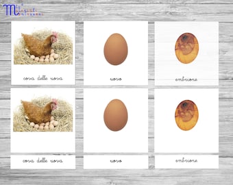 Life cycle of the hen